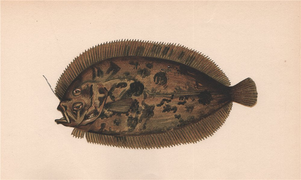 BLOCH'S TOPKNOT. Phrynorhombus norvegicus, Norwegian topknot?. COUCH. Fish 1862